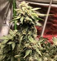 Imagen de Jeri1083 [Platinum Gorilla Cookies]