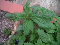 Imagen de KALYSEEDS (IMPA Ruderalis)