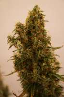 Imagen de Veegele (Indica Cream)