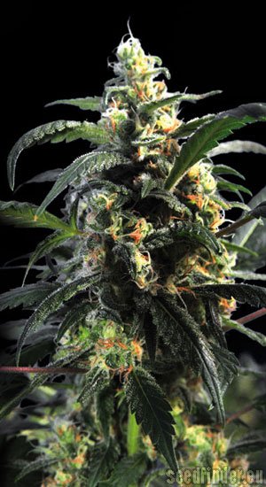 Kannabia Seeds La Reina De Africa