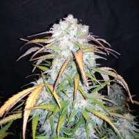 Imagen de zoobzoob23 (Lemon Haze Auto)