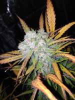 Imagen de zoobzoob23 (Lemon Haze Auto)