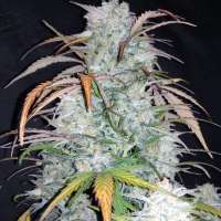 Imagen de zoobzoob23 (Lemon Haze Auto)