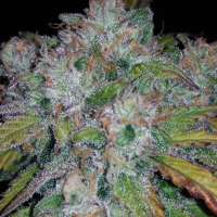 Imagen de zoobzoob23 (Lemon Haze Auto)