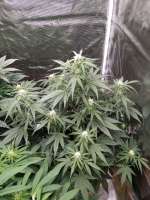 Imagen de zoobzoob23 (Lemon Haze Auto)