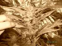 Imagen de Weedpower (Mataro Blue)