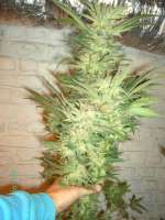 Imagen de Weedpower (Mataro Blue)