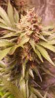 Imagen de Spokesperson (Purple Kush)