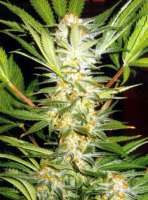 Imagen de SativaFred (White Domina)