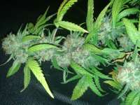 Imagen de WarmeOortjes (Happy Kush)