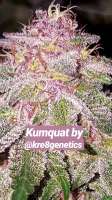 Kre8 Genetics Kumquat - photo réalisée par Thebakerygenetics