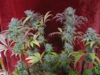 Imagen de Grower13 (Bodhi Tree)