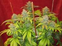 LEDSeedz Bodhi Tree - photo réalisée par Grower13