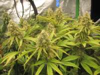 Imagen de Grower13 (Cherry Tart)