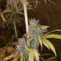 Imagen de beaweedsandbudhead (Auto Blueberry)