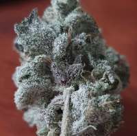 Imagen de Chronoseur (Banana Chem Cruffins)