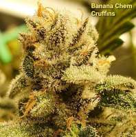 Lost Labs Genetics Banana Chem Cruffins - photo réalisée par llgenetics