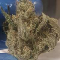 Lost Labs Genetics Mega Lemon - photo réalisée par Chronoseur