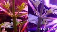 Imagen de Madcat (Medi Strawberry OG)