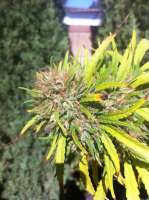 Imagen de MadCat (Promiscuous Kush)