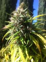 Imagen de MadCat (Promiscuous Kush)