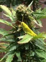 Imagen de Madcat (Skywalker Kush)