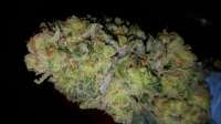 Imagen de Eastcoastdankrunner (Banana Cream Cake)