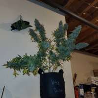 Magic Strains Witch Doctor - photo réalisée par Conradthepeaceful