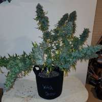 Magic Strains Witch Doctor - photo réalisée par Conradthepeaceful