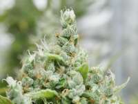 Imagen de pupilfam (Deadly Sativa)