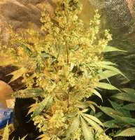 Imagen de pupilfam (Prayer Tower Sativa F2)