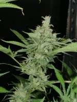 Imagen de pupilfam (Stardawg x Star Pupil)