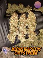 Meows Trap Seeds Chets Freebie - photo réalisée par 420meowmeowmeow
