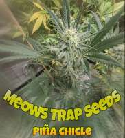 Meows Trap Seeds Piña Chicle - photo réalisée par 420meowmeowmeow