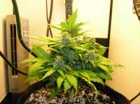 Imagen de 420BayLee (Auto Blues)