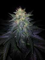 Mephisto Genetics Deep Blue C - photo réalisée par MedicGrower