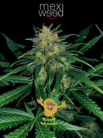 Imagen de mexiweeD (Sour Mango)