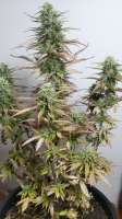 Imagen de iwalktheearth (Auto White Widow)