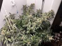 Imagen de pdxgrow (Big Bud)