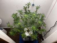 Imagen de pdxgrow (Big Bud)