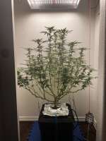 Imagen de pdxgrow (Big Bud)