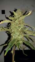 Imagen de MrGardener (Ultra White Amnesia)