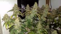 Imagen de MrGardener (Ultra White Amnesia)