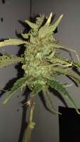 Imagen de MrGardener (Ultra White Amnesia)