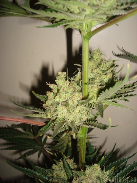 Moscaseeds Cinderella 99 BX-1