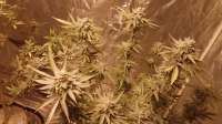 Imagen de Hashes0560 (Viper City OG)