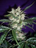 Imagen de merlin (Mango Haze)