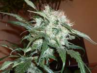 Imagen de merlin (Mango Haze)