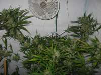 Imagen de admin (Mango Haze)