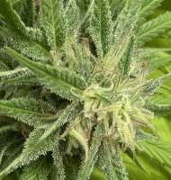 Imagen de Emeraldo (NL5 x Haze)